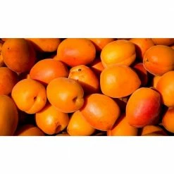Online Orchards Dwarf Goldcot Apricot Tree Bare Root