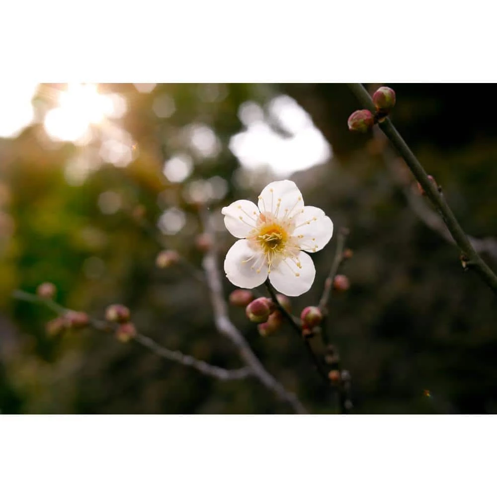 Online Orchards Dwarf Goldcot Apricot Tree Bare Root 7 Online Orchards Dwarf Goldcot Apricot Tree Bare Root - Image 7