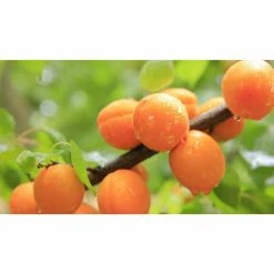 Online Orchards Dwarf Goldcot Apricot Tree Bare Root 12 Online Orchards Dwarf Goldcot Apricot Tree Bare Root -Online Orchards store online orchards fruit trees ftac001 fa 1000