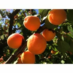 Online Orchards Dwarf Blenheim Apricot Tree (Bare-Root, 3 ft. to 4 ft Tall, 2-Years Old) -Online Orchards store online orchards fruit trees ftac002 1f 1000