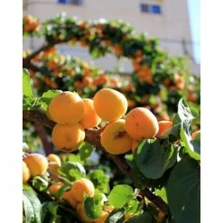 Online Orchards Dwarf Blenheim Apricot Tree (Bare-Root, 3 ft. to 4 ft Tall, 2-Years Old) -Online Orchards store online orchards fruit trees ftac002 44 1000
