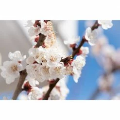 Online Orchards Dwarf Blenheim Apricot Tree (Bare-Root, 3 ft. to 4 ft Tall, 2-Years Old) -Online Orchards store online orchards fruit trees ftac002 4f 1000