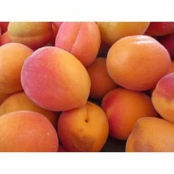 Online Orchards Dwarf Blenheim Apricot Tree (Bare-Root, 3 ft. to 4 ft Tall, 2-Years Old) -Online Orchards store online orchards fruit trees ftac002 fa 1000