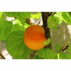 Online Orchards Dwarf Puget Gold Apricot Tree - Easiest Growing Apricot Tree (Bare-Root, 3 ft. to 4 ft. Tall, 2-Years Old) -Online Orchards store online orchards fruit trees ftac004 44 1000