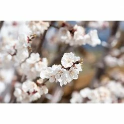 Online Orchards Dwarf Puget Gold Apricot Tree - Easiest Growing Apricot Tree (Bare-Root, 3 ft. to 4 ft. Tall, 2-Years Old) -Online Orchards store online orchards fruit trees ftac004 4f 1000