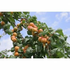 Online Orchards Dwarf Puget Gold Apricot Tree - Easiest Growing Apricot Tree (Bare-Root, 3 ft. to 4 ft. Tall, 2-Years Old) -Online Orchards store online orchards fruit trees ftac004 76 1000
