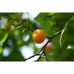 Online Orchards Dwarf Puget Gold Apricot Tree - Easiest Growing Apricot Tree (Bare-Root, 3 ft. to 4 ft. Tall, 2-Years Old) -Online Orchards store online orchards fruit trees ftac004 fa 1000