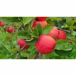 Online Orchards Cortland 3 ft. - 4 ft. Tall 2-Years Old Apple Tree Bare-Root -Online Orchards store online orchards fruit trees ftap011 1f 1000