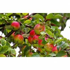 Online Orchards Cortland 3 ft. - 4 ft. Tall 2-Years Old Apple Tree Bare-Root -Online Orchards store online orchards fruit trees ftap011 44 1000
