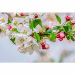 Online Orchards Cortland 3 ft. - 4 ft. Tall 2-Years Old Apple Tree Bare-Root -Online Orchards store online orchards fruit trees ftap011 4f 1000