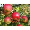 Online Orchards Cortland 3 ft. - 4 ft. Tall 2-Years Old Apple Tree Bare-Root