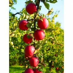Online Orchards Cortland 3 ft. - 4 ft. Tall 2-Years Old Apple Tree Bare-Root -Online Orchards store online orchards fruit trees ftap011 76 1000