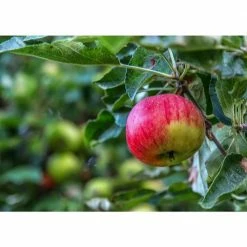 Online Orchards Cortland 3 ft. - 4 ft. Tall 2-Years Old Apple Tree Bare-Root -Online Orchards store online orchards fruit trees ftap011 fa 1000