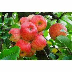 Online Orchards Cold Hardy Autumn-Ripening Incredibly Sweet Apples Prairie Spy Apple Tree (Bare-Root, 3 ft. to 4 ft. Tall 2-Years Old) -Online Orchards store online orchards fruit trees ftap012 1f 1000