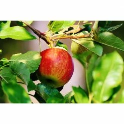 Online Orchards Cold Hardy Autumn-Ripening Incredibly Sweet Apples Prairie Spy Apple Tree (Bare-Root, 3 ft. to 4 ft. Tall 2-Years Old) -Online Orchards store online orchards fruit trees ftap012 44 1000