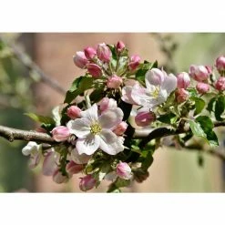 Online Orchards Cold Hardy Autumn-Ripening Incredibly Sweet Apples Prairie Spy Apple Tree (Bare-Root, 3 ft. to 4 ft. Tall 2-Years Old) -Online Orchards store online orchards fruit trees ftap012 4f 1000
