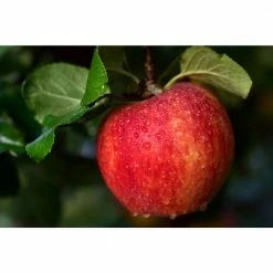 Online Orchards Cold Hardy Autumn-Ripening Incredibly Sweet Apples Prairie Spy Apple Tree (Bare-Root, 3 ft. to 4 ft. Tall 2-Years Old)