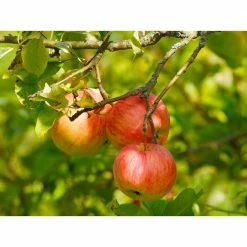 Online Orchards Cold Hardy Autumn-Ripening Incredibly Sweet Apples Prairie Spy Apple Tree (Bare-Root, 3 ft. to 4 ft. Tall 2-Years Old) -Online Orchards store online orchards fruit trees ftap012 76 1000