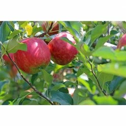 Online Orchards Cold Hardy Autumn-Ripening Incredibly Sweet Apples Prairie Spy Apple Tree (Bare-Root, 3 ft. to 4 ft. Tall 2-Years Old) -Online Orchards store online orchards fruit trees ftap012 fa 1000