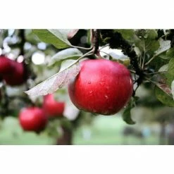 Online Orchards Winesap Apple Tree (Bare-Root, 3 ft. to 4 ft. Tall, 2-Years Old) -Online Orchards store online orchards fruit trees ftap013 1f 1000