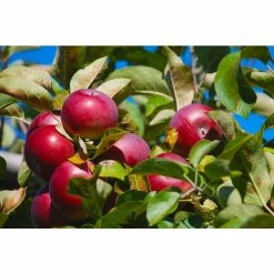 Online Orchards Winesap Apple Tree (Bare-Root, 3 ft. to 4 ft. Tall, 2-Years Old) -Online Orchards store online orchards fruit trees ftap013 44 1000