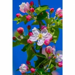 Online Orchards Winesap Apple Tree (Bare-Root, 3 ft. to 4 ft. Tall, 2-Years Old) -Online Orchards store online orchards fruit trees ftap013 4f 1000