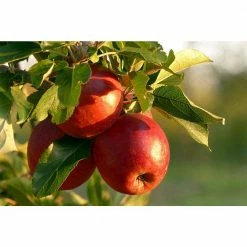 Online Orchards Winesap Apple Tree (Bare-Root, 3 ft. to 4 ft. Tall, 2-Years Old) -Online Orchards store online orchards fruit trees ftap013 76 1000
