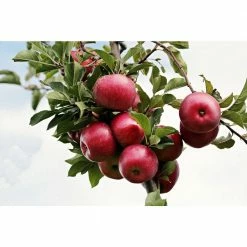 Online Orchards Winesap Apple Tree (Bare-Root, 3 ft. to 4 ft. Tall, 2-Years Old) -Online Orchards store online orchards fruit trees ftap013 fa 1000