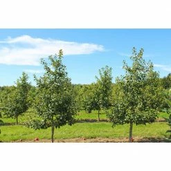 Online Orchards Ambrosia Apple Bare Root Tree -Online Orchards store online orchards fruit trees ftap014 4f 1000