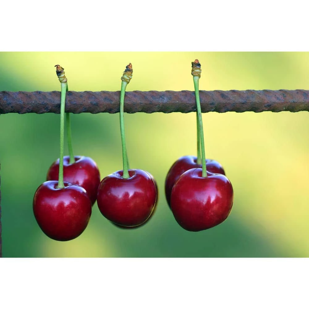 Online Orchards 3 ft. Lapins Cherry Semi Dwarf Tree with Abundant Self Pollinating Fruit 4 Online Orchards 3 ft. Lapins Cherry Semi Dwarf Tree with Abundant Self Pollinating Fruit - Image 4