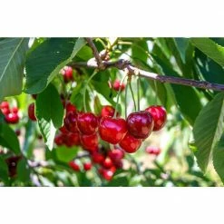 Online Orchards 3 ft. Lapins Cherry Semi Dwarf Tree with Abundant Self Pollinating Fruit 11 Online Orchards 3 ft. Lapins Cherry Semi Dwarf Tree with Abundant Self Pollinating Fruit -Online Orchards store online orchards fruit trees ftch008 44 1000