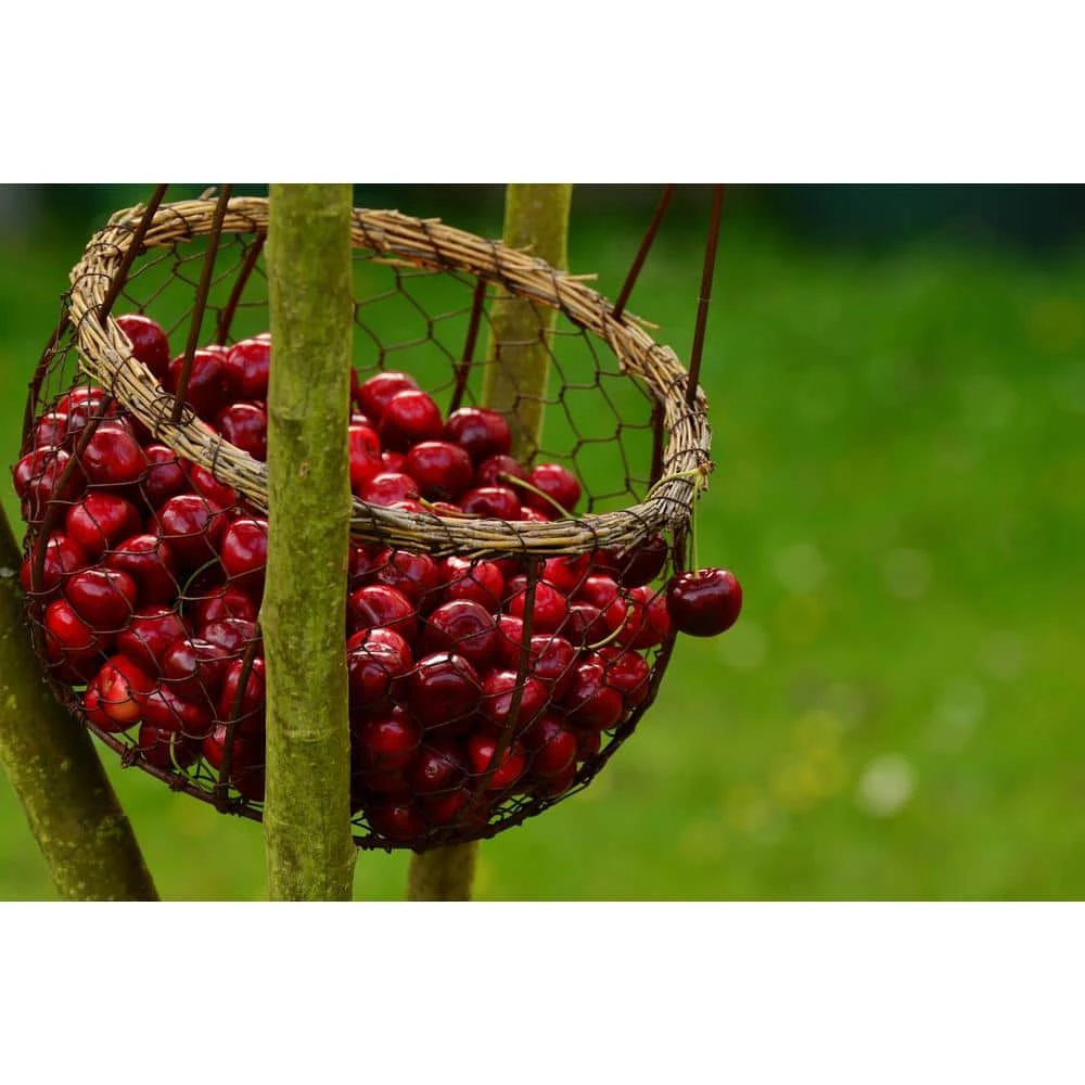 Online Orchards 3 ft. Lapins Cherry Semi Dwarf Tree with Abundant Self Pollinating Fruit 3 Online Orchards 3 ft. Lapins Cherry Semi Dwarf Tree with Abundant Self Pollinating Fruit - Image 3