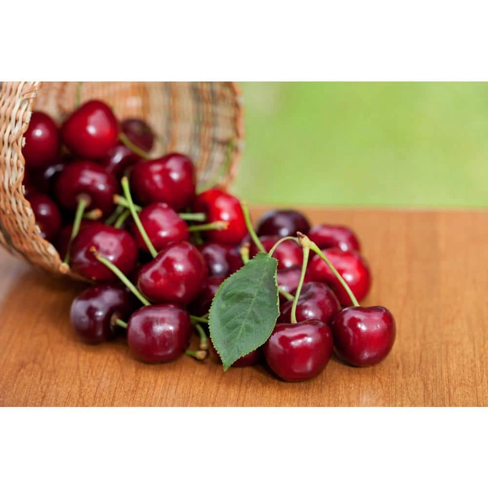 Online Orchards 3 ft. Lapins Cherry Semi Dwarf Tree with Abundant Self Pollinating Fruit 1 Online Orchards 3 ft. Lapins Cherry Semi Dwarf Tree with Abundant Self Pollinating Fruit