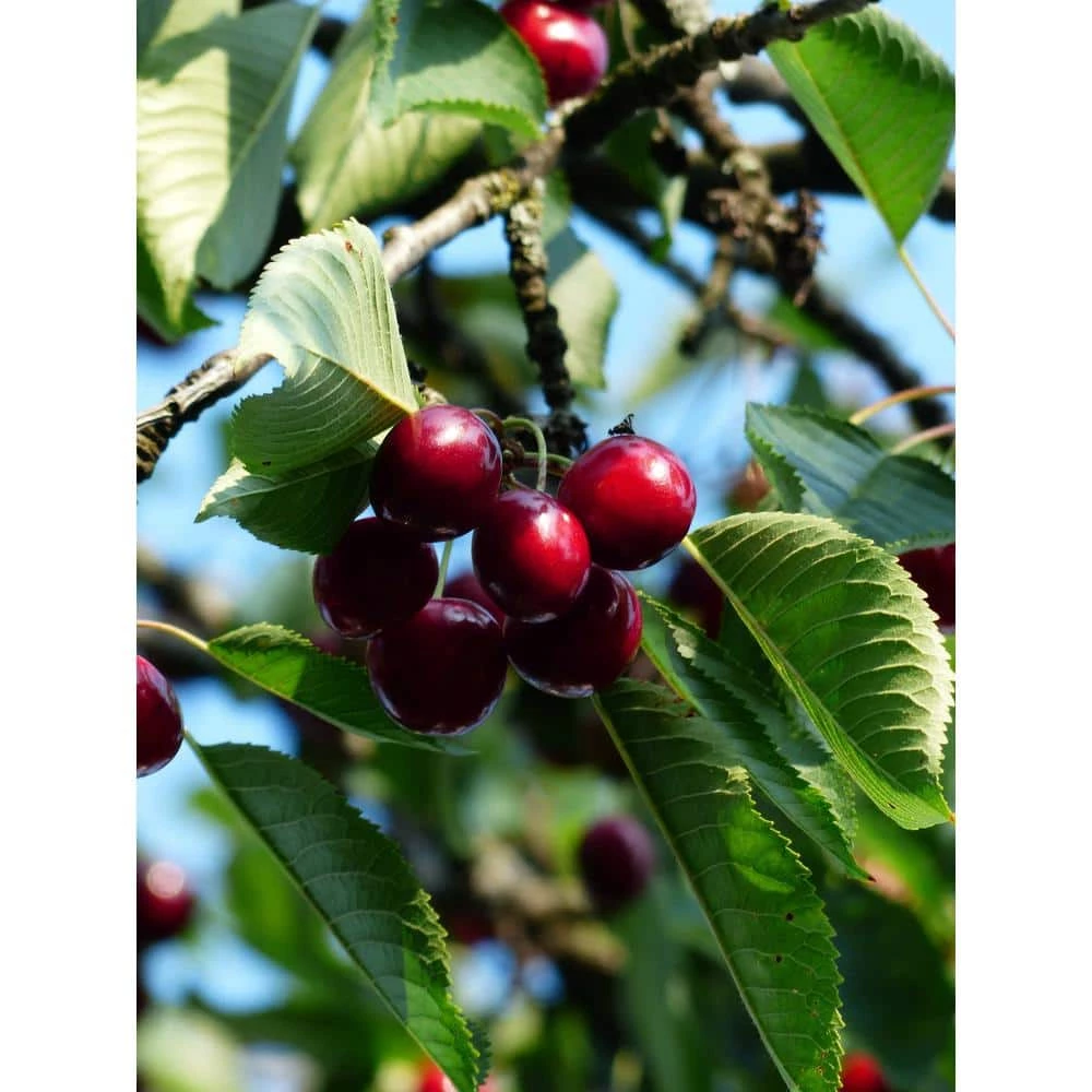 Online Orchards 3 ft. Lapins Cherry Semi Dwarf Tree with Abundant Self Pollinating Fruit 7 Online Orchards 3 ft. Lapins Cherry Semi Dwarf Tree with Abundant Self Pollinating Fruit - Image 7