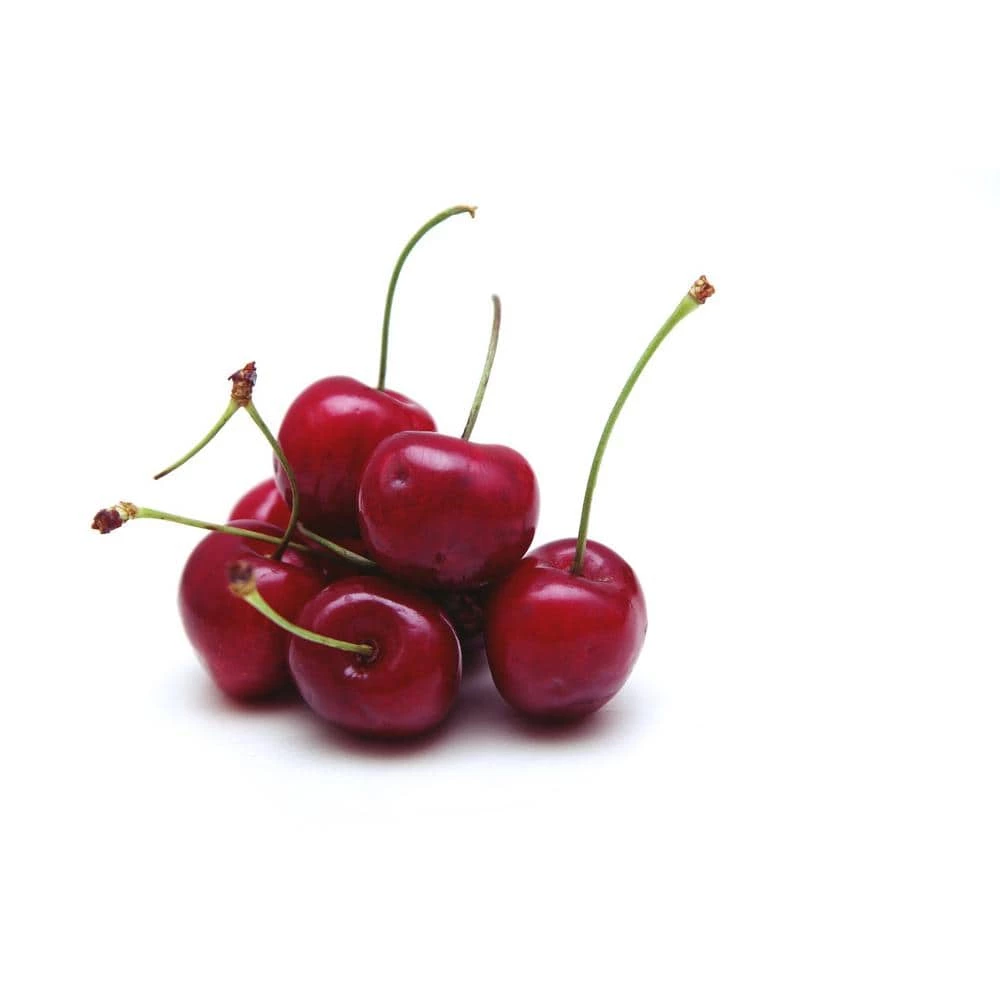 Online Orchards 3 ft. Lapins Cherry Semi Dwarf Tree with Abundant Self Pollinating Fruit 6 Online Orchards 3 ft. Lapins Cherry Semi Dwarf Tree with Abundant Self Pollinating Fruit - Image 6