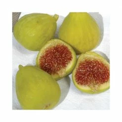 Online Orchards 1 Gal Desert King Fig Tree -Online Orchards store online orchards fruit trees ftfc004 4f 1000