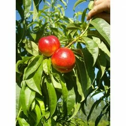 Online Orchards Red Gold Nectarine Tree Bare Root 8 Online Orchards Red Gold Nectarine Tree Bare Root -Online Orchards store online orchards fruit trees ftnc001 1f 1000