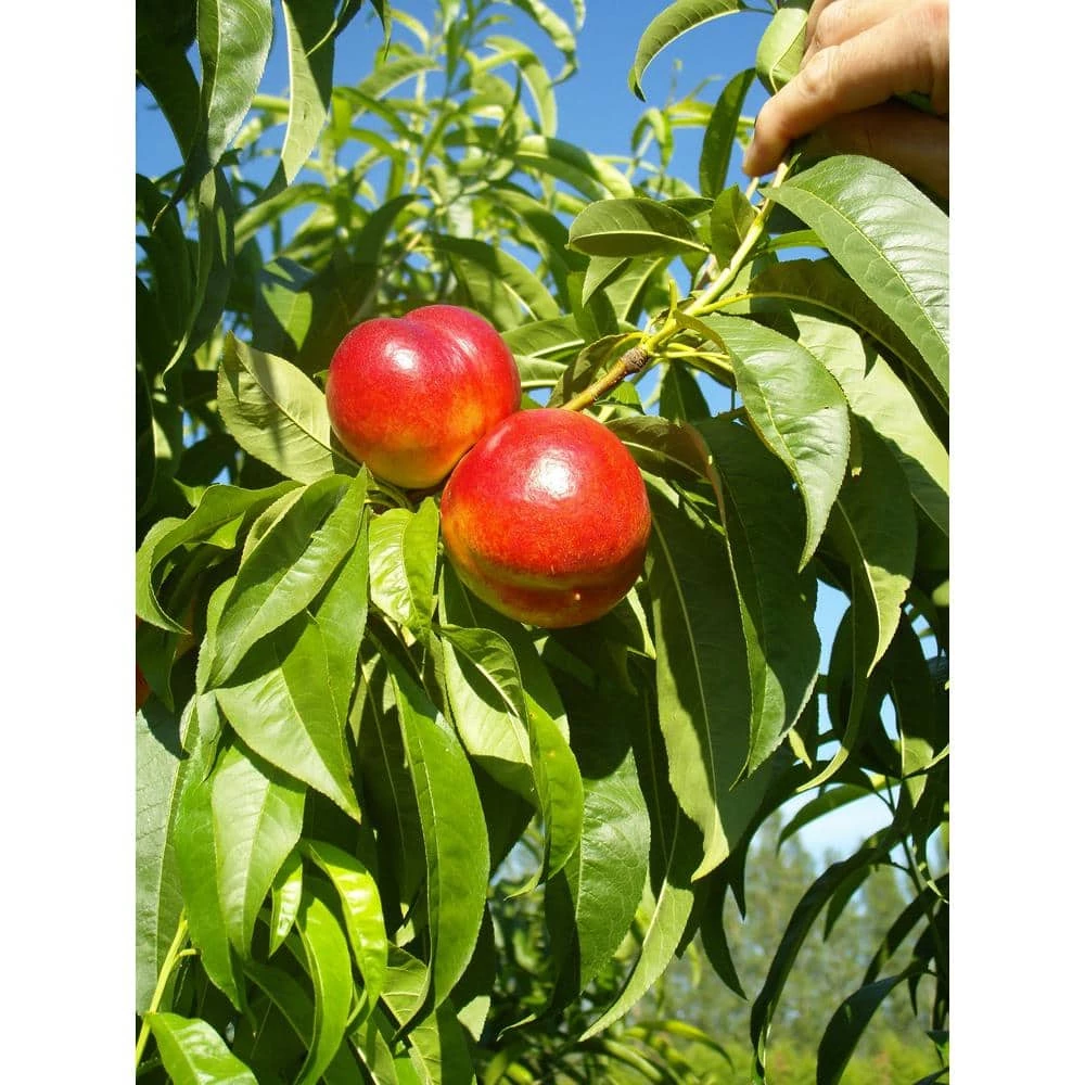 Online Orchards Red Gold Nectarine Tree Bare Root 4 Online Orchards Red Gold Nectarine Tree Bare Root - Image 4