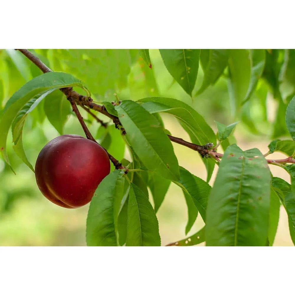 Online Orchards Red Gold Nectarine Tree Bare Root 5 Online Orchards Red Gold Nectarine Tree Bare Root - Image 5