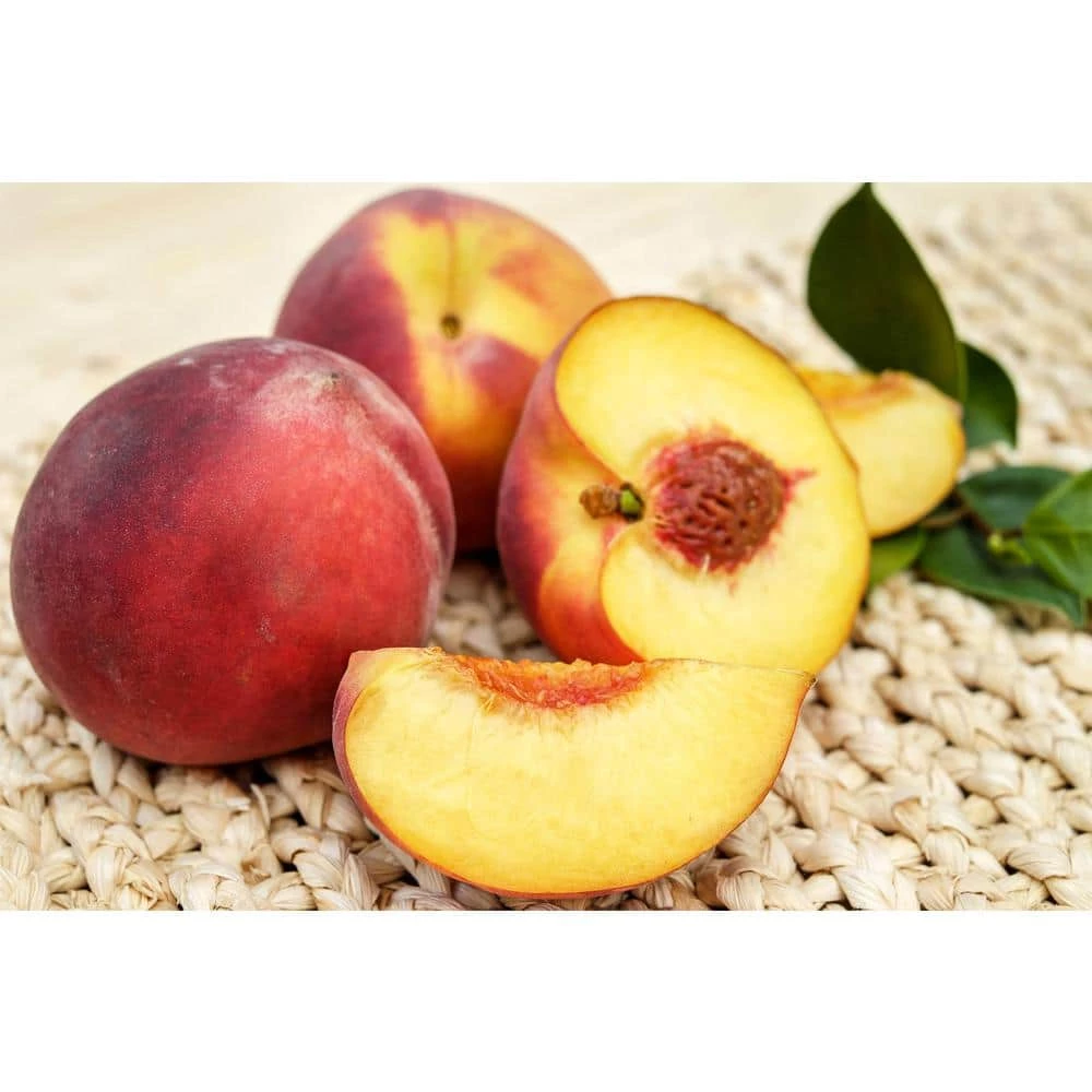 Online Orchards Red Gold Nectarine Tree Bare Root 3 Online Orchards Red Gold Nectarine Tree Bare Root - Image 3