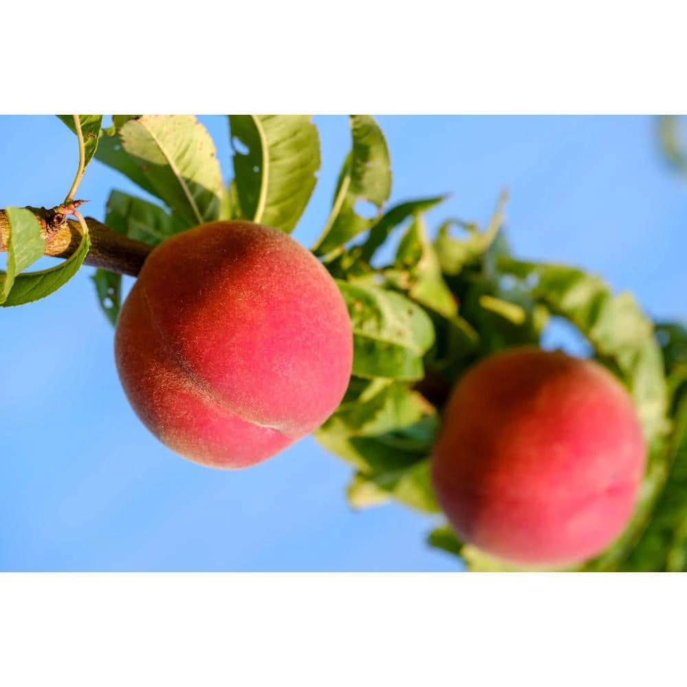 Online Orchards Red Gold Nectarine Tree Bare Root 1 Online Orchards Red Gold Nectarine Tree Bare Root