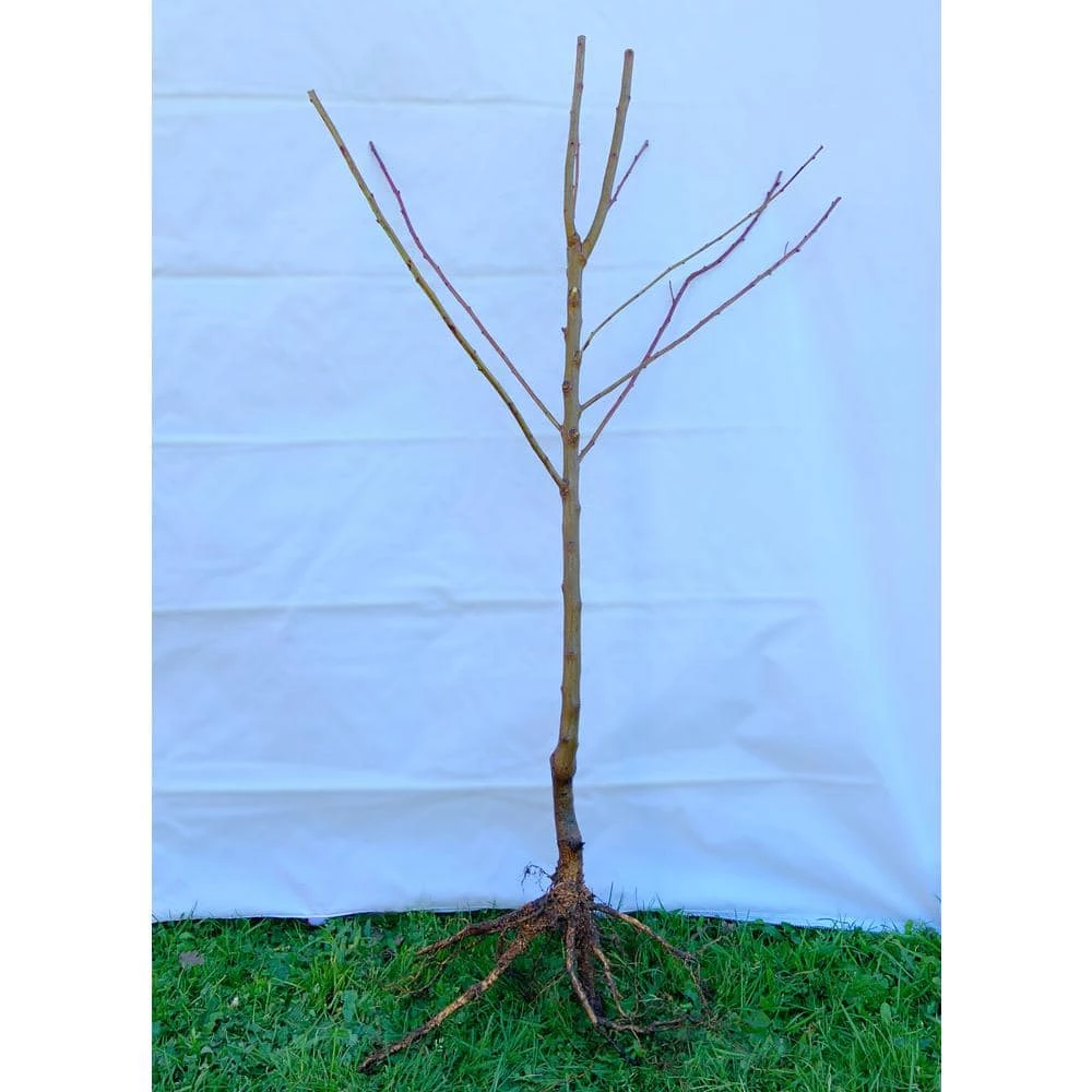 Online Orchards Red Gold Nectarine Tree Bare Root 2 Online Orchards Red Gold Nectarine Tree Bare Root - Image 2