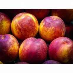 Online Orchards Flavortop Nectarine Tree Bare Root -Online Orchards store online orchards fruit trees ftnc002 1f 1000