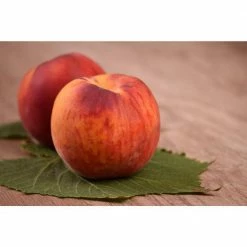 Online Orchards Flavortop Nectarine Tree Bare Root -Online Orchards store online orchards fruit trees ftnc002 44 1000