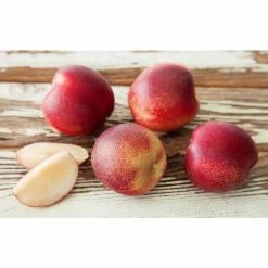 Online Orchards Snow Queen White Nectarine Tree (Bare-Root, 3 ft. to 4 ft. Tall, 2-Years Old) -Online Orchards store online orchards fruit trees ftnc004 1f 1000