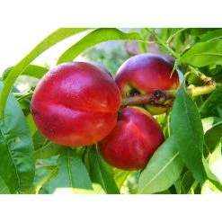 Online Orchards Independence Nectarine Tree (Bare-Root, 3 ft. to 4 ft. Tall, 2-Years Old) -Online Orchards store online orchards fruit trees ftnc005 1f 1000