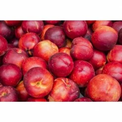 Online Orchards Independence Nectarine Tree (Bare-Root, 3 ft. to 4 ft. Tall, 2-Years Old) -Online Orchards store online orchards fruit trees ftnc005 44 1000