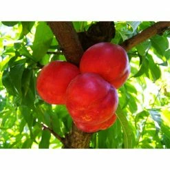 Online Orchards Independence Nectarine Tree (Bare-Root, 3 ft. to 4 ft. Tall, 2-Years Old)
