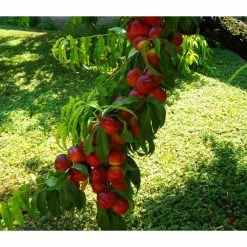 Online Orchards Independence Nectarine Tree (Bare-Root, 3 ft. to 4 ft. Tall, 2-Years Old) -Online Orchards store online orchards fruit trees ftnc005 fa 1000