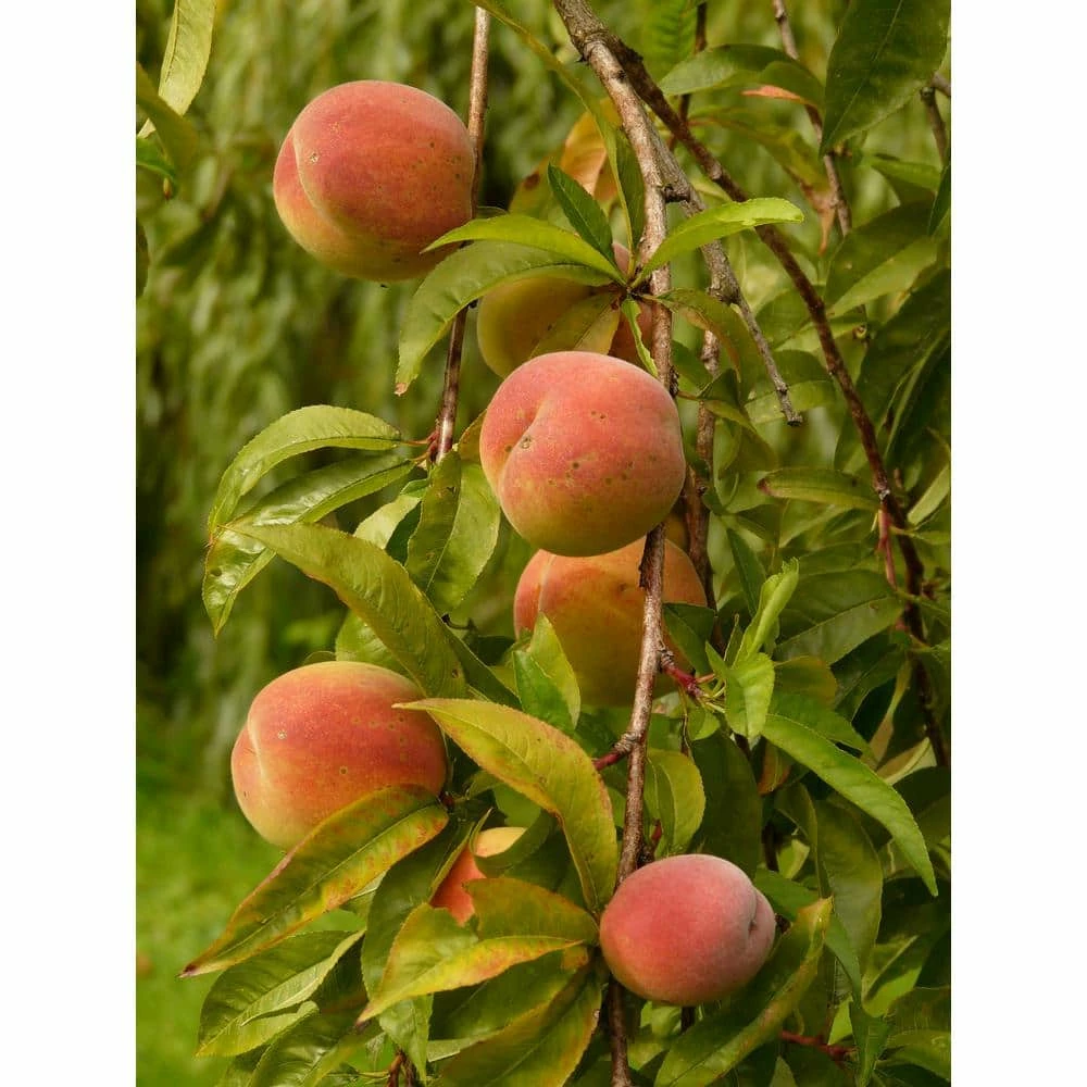 Online Orchards Frost Peach Tree Bare Root 3 Online Orchards Frost Peach Tree Bare Root - Image 3